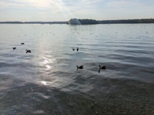 Ein Bild aus dem Joy-Exchange: Enten auf einem See im Sonnenschein